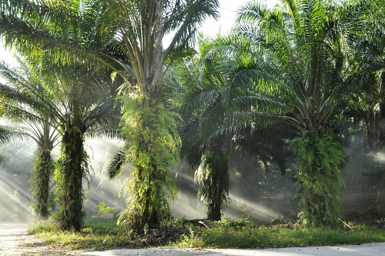 Plantación de palma de aceite